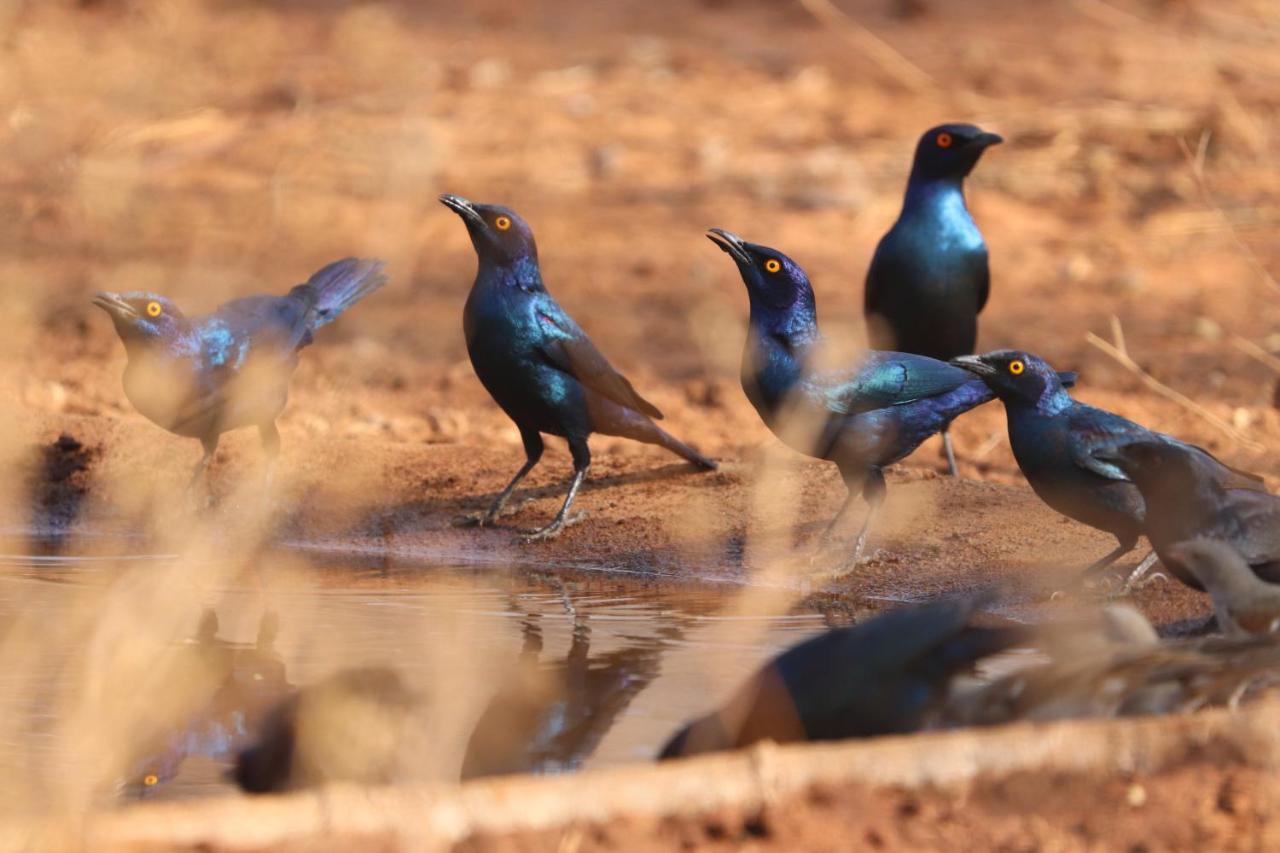 Ukuthula Bush Lodge Hoedspruit Buitenkant foto